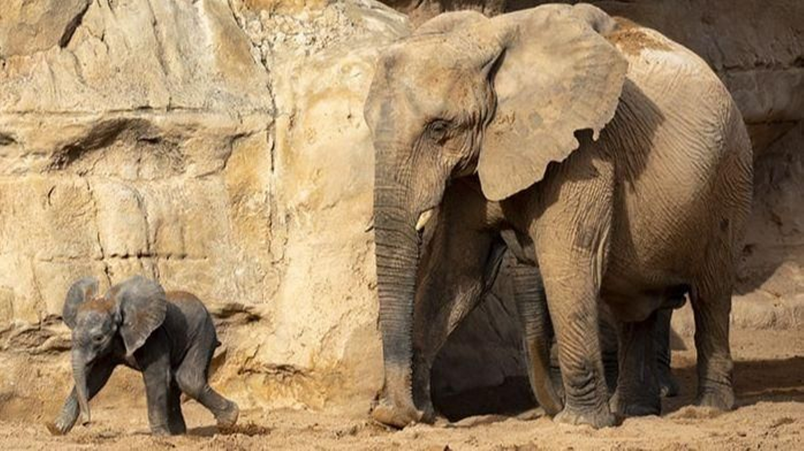 La mare vigila de prop l'elefantet