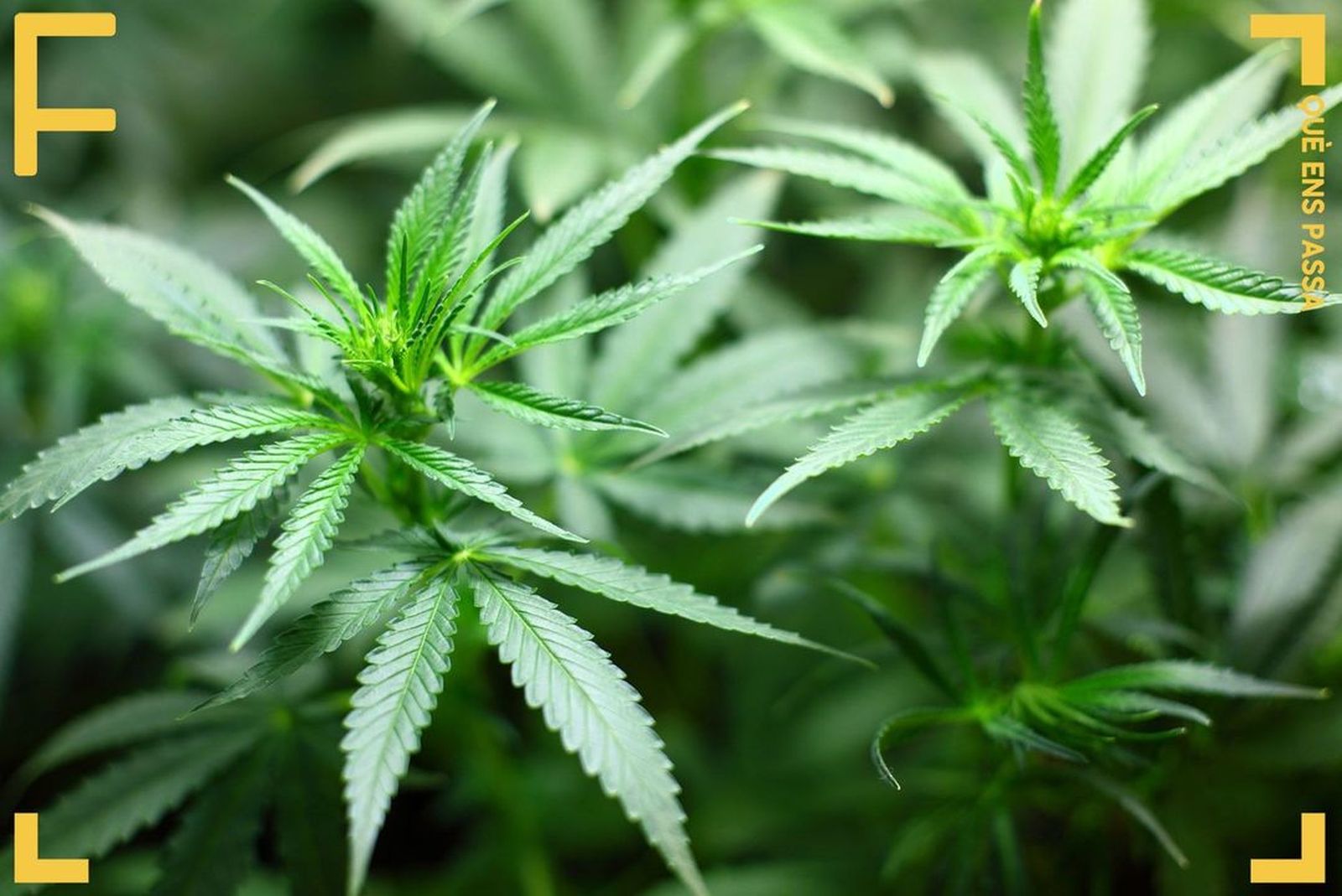 21.12.2018 | Marihuana: les amenaces d’una nova indústria | Idees al remat