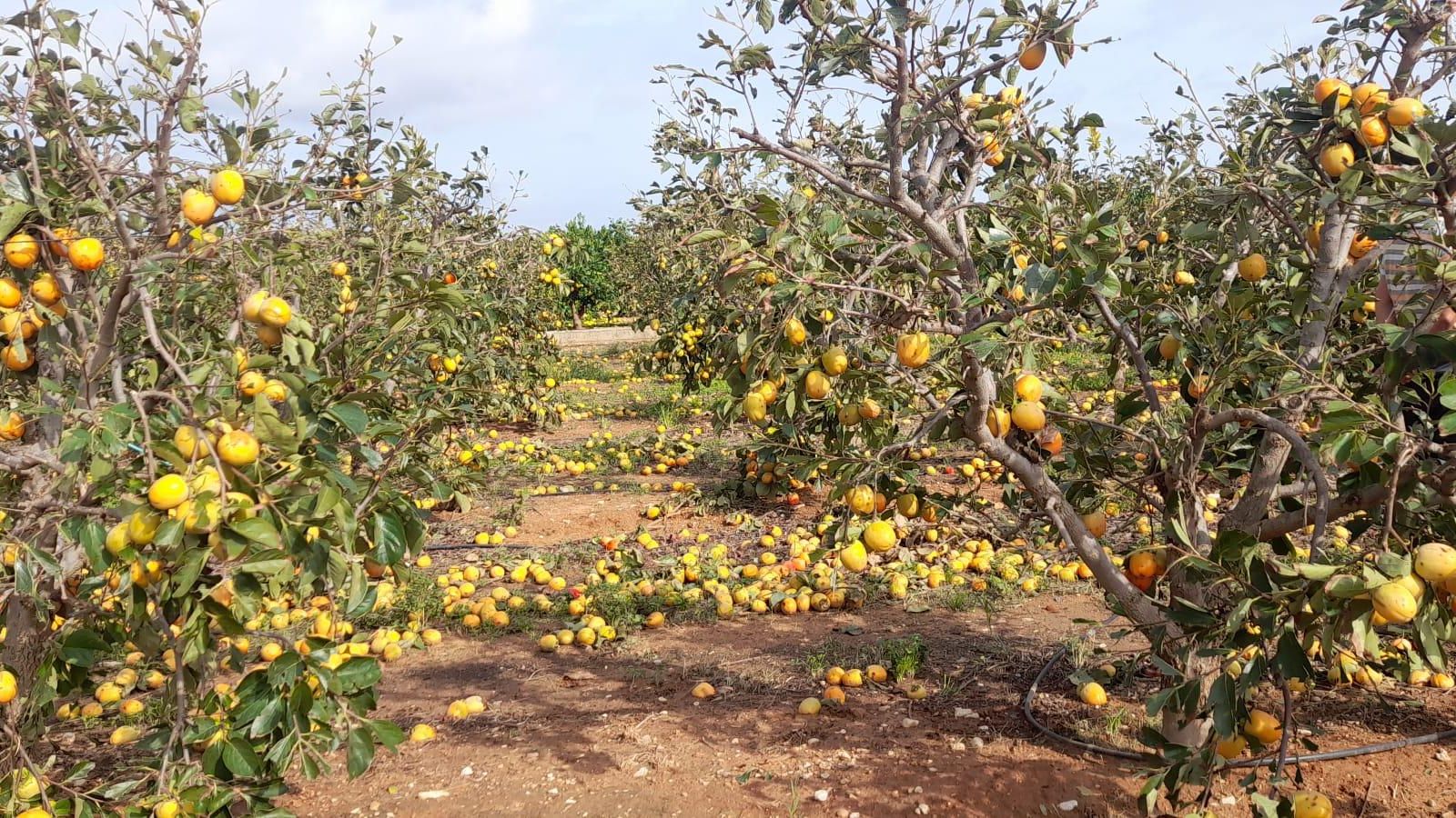 Pèrdues en un tarongerar a causa de la DANA