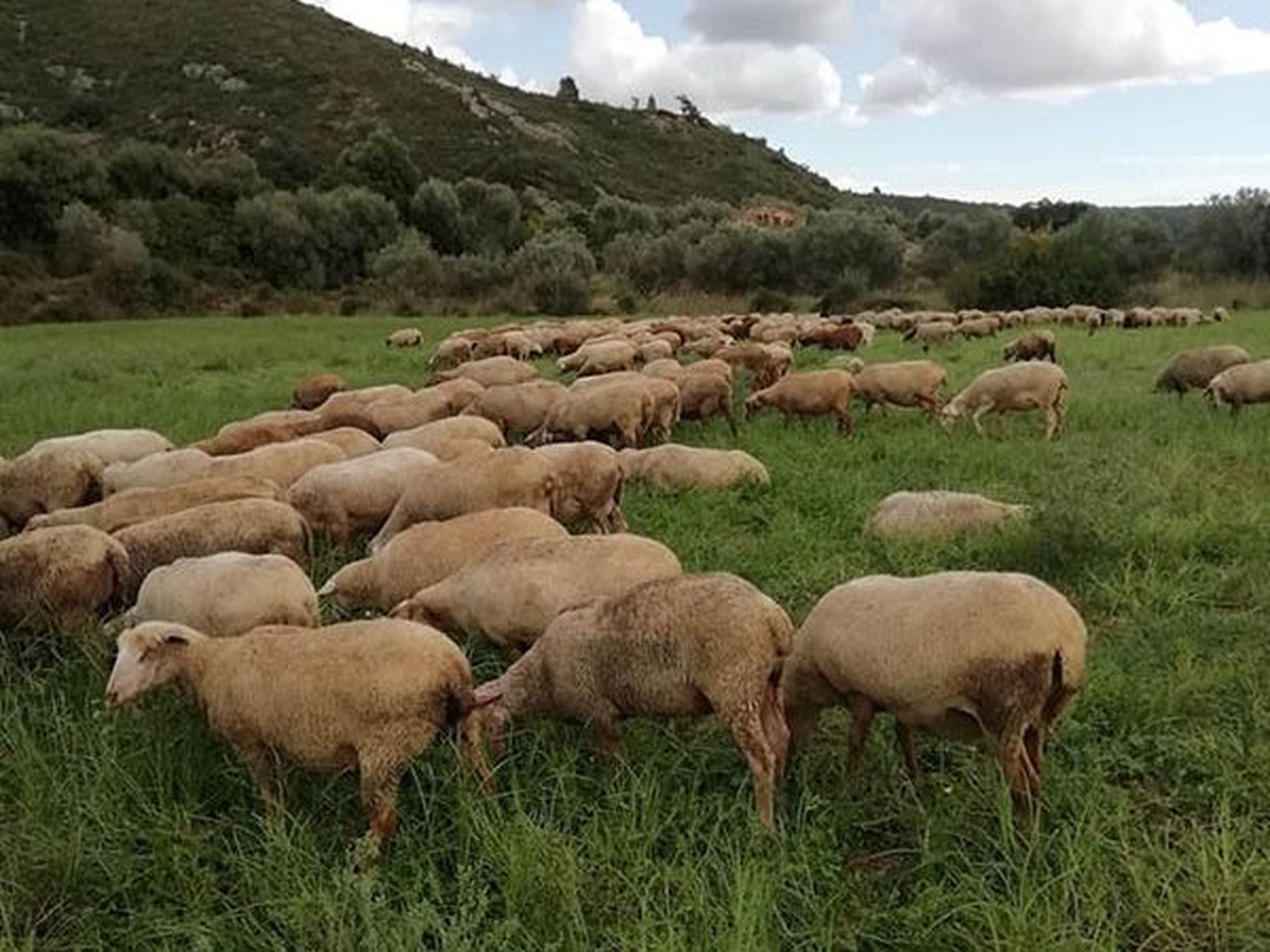 La zona d'implantació del projecte Magda inclou una de les àrees més fèrtils de les Coves de Vinromà