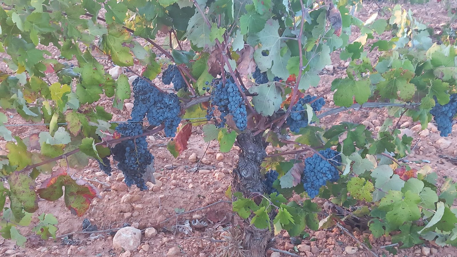 Vinyes amb poc rendiment