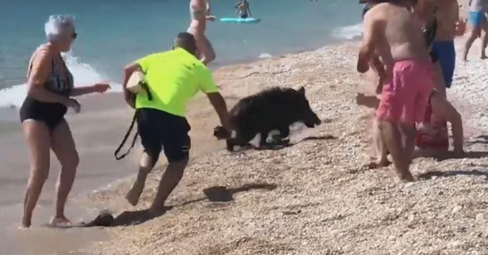 Porc senglar eix de l'aigua a la platja de l'Albir, a Alacant