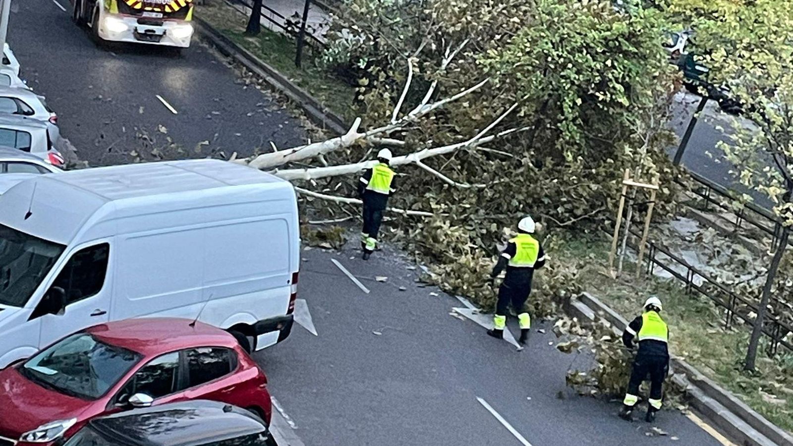 Un arbre caigut al carrer Amado Granell de València