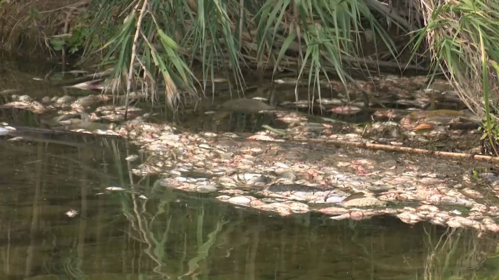 Peixos morts al Serpis al pas per Potries