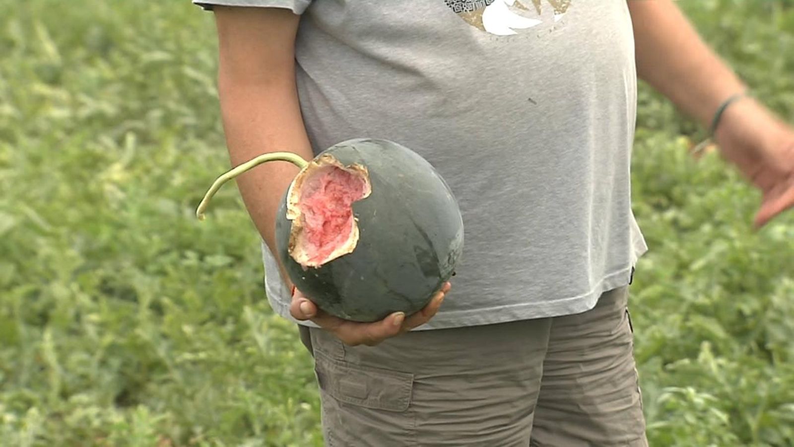 Estat dels melons d'alger després del pas dels porcs senglars