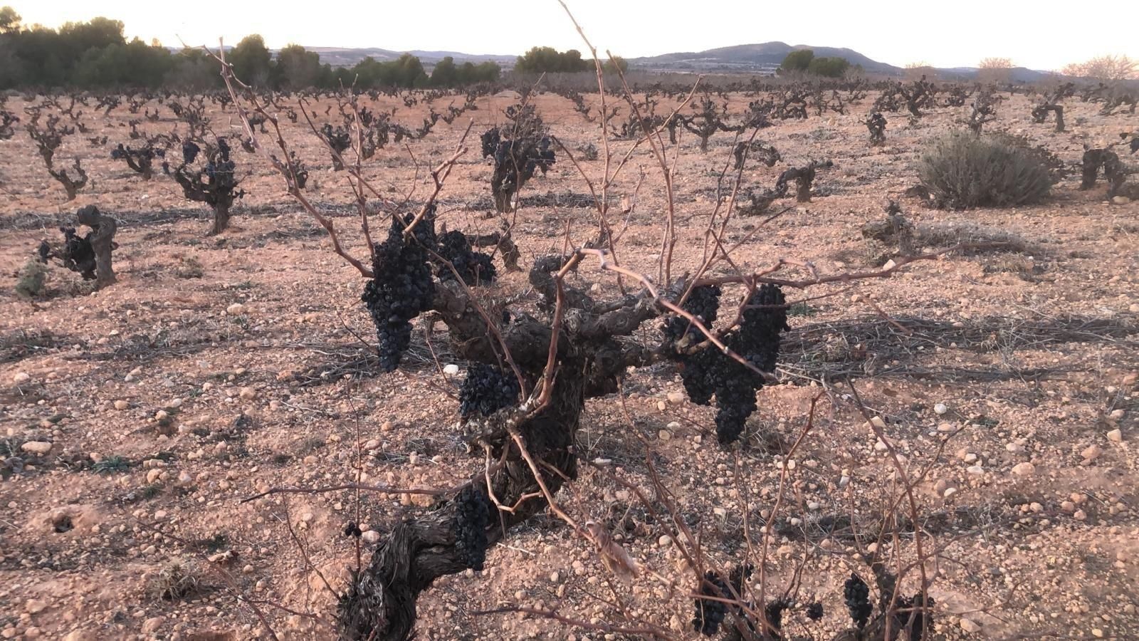 Raïm que no s'ha vendimiat a Utiel-Requena per la manca de demanda