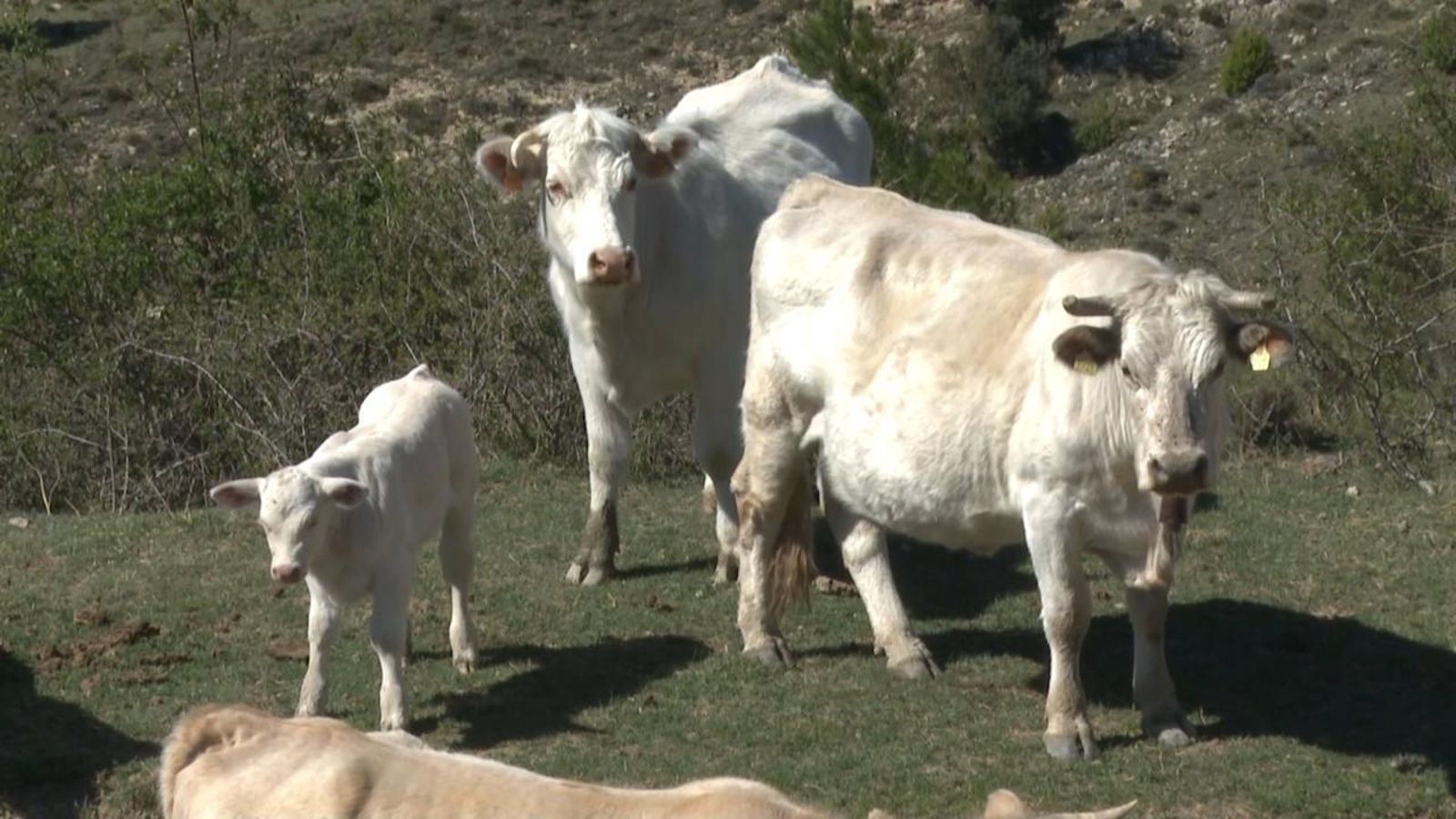 La sequera amenaça també la ramaderia