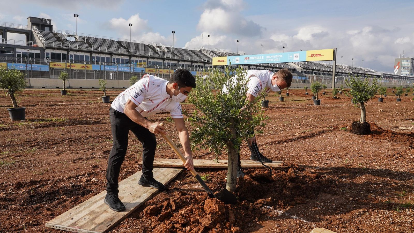 La plantació d'oliveres ha començat en els voltants de la recta de meta