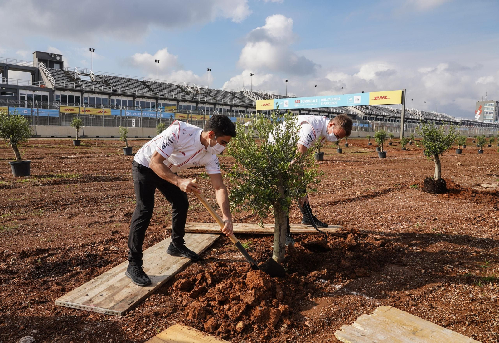 La plantació d'oliveres ha començat en els voltants de la recta de meta
