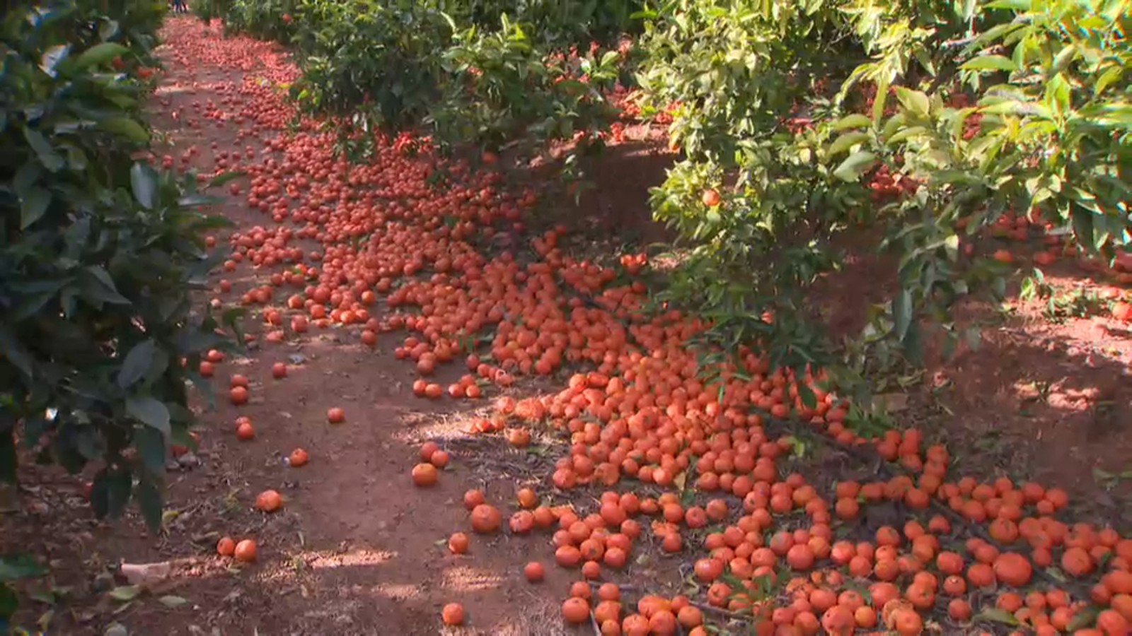 El Ministeri d'Agricultura rebaixarà el 30% la tributació per mòduls als citricultors i les citricultores El Ministeri d\'Agricultura rebaixarà el 30% la tributació per mòduls als citricultors i les citricultores