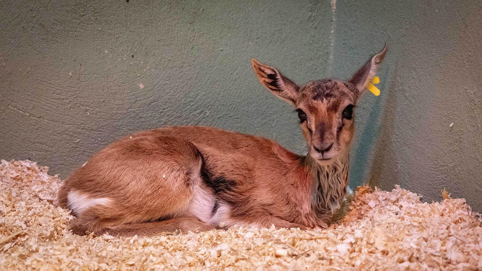 Cries de gasela de Thomson amb una setmana de vida en Bioparc València