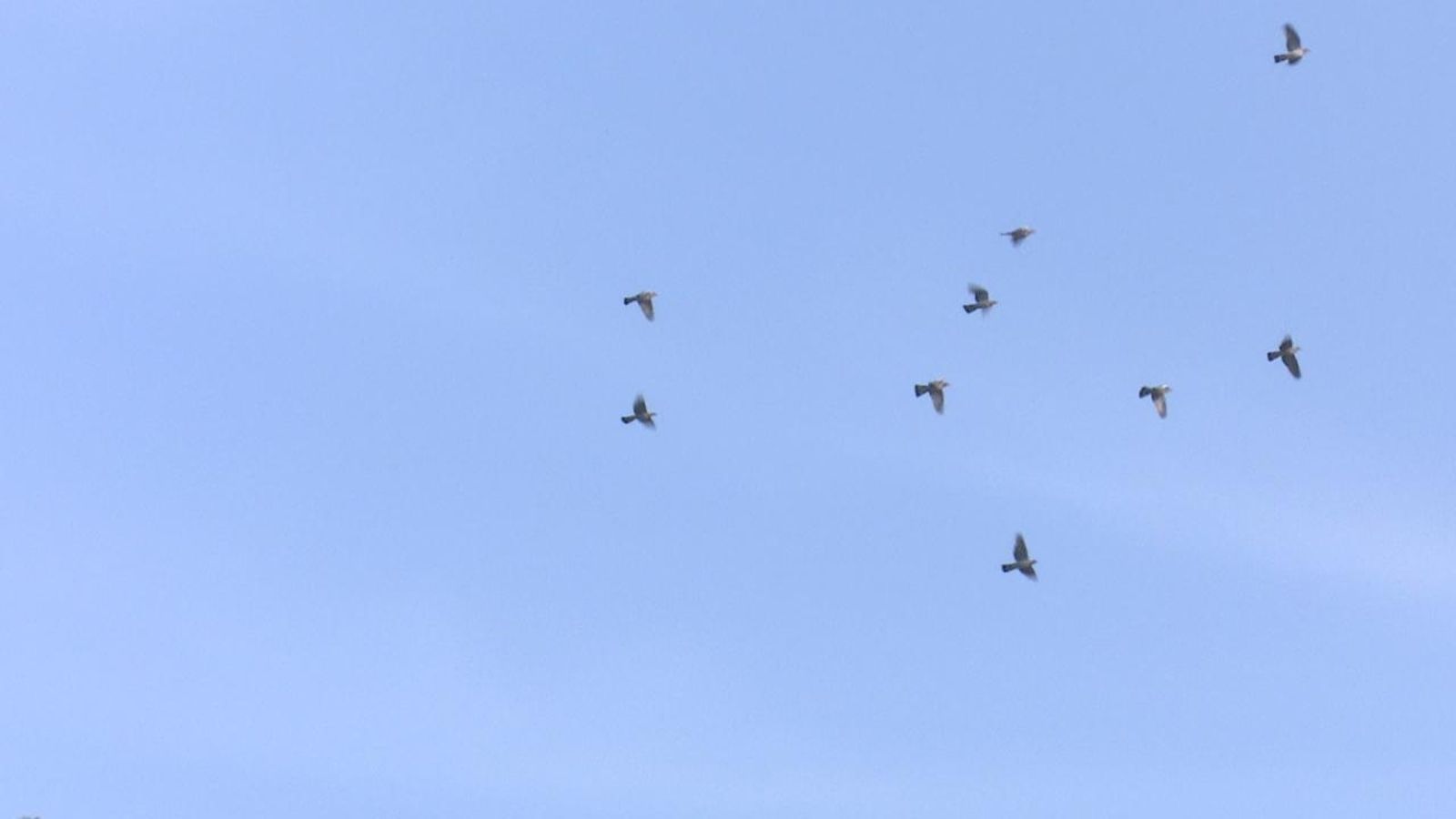 Àguiles pescadores a la Marjal de Pego-Oliva