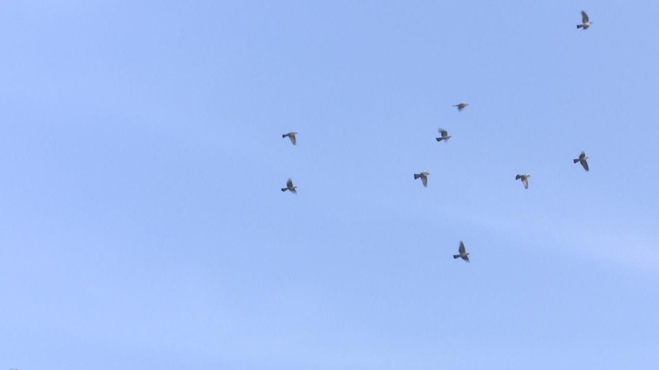 Àguiles pescadores a la Marjal de Pego-Oliva