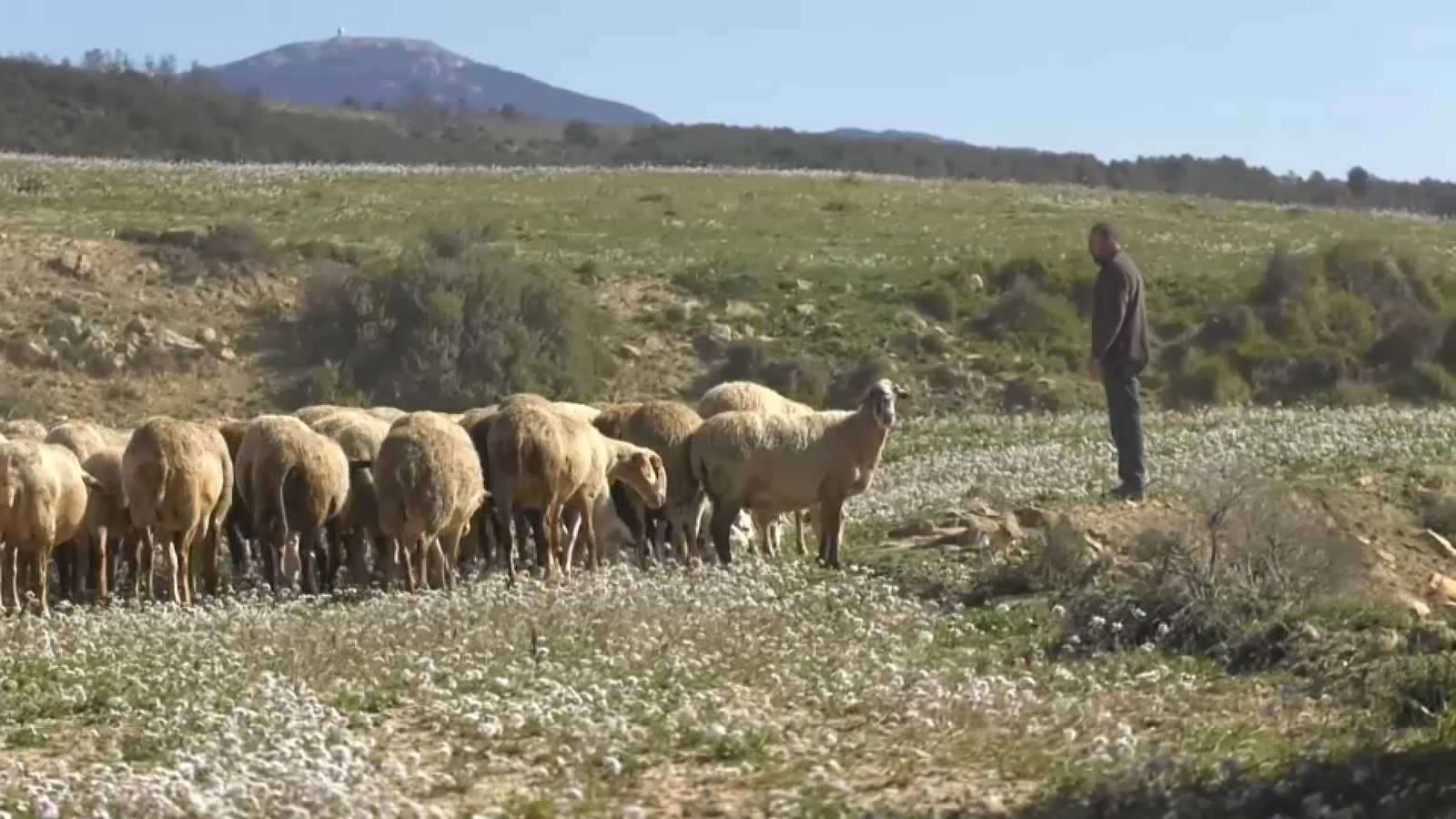pastor a la Serrania
