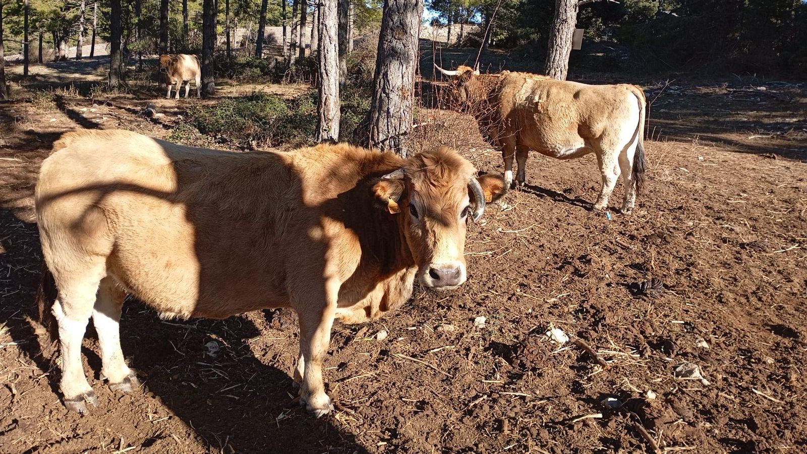 La falta de pluges ha deixar l'interior del nostre territori sense pastura per al ramat