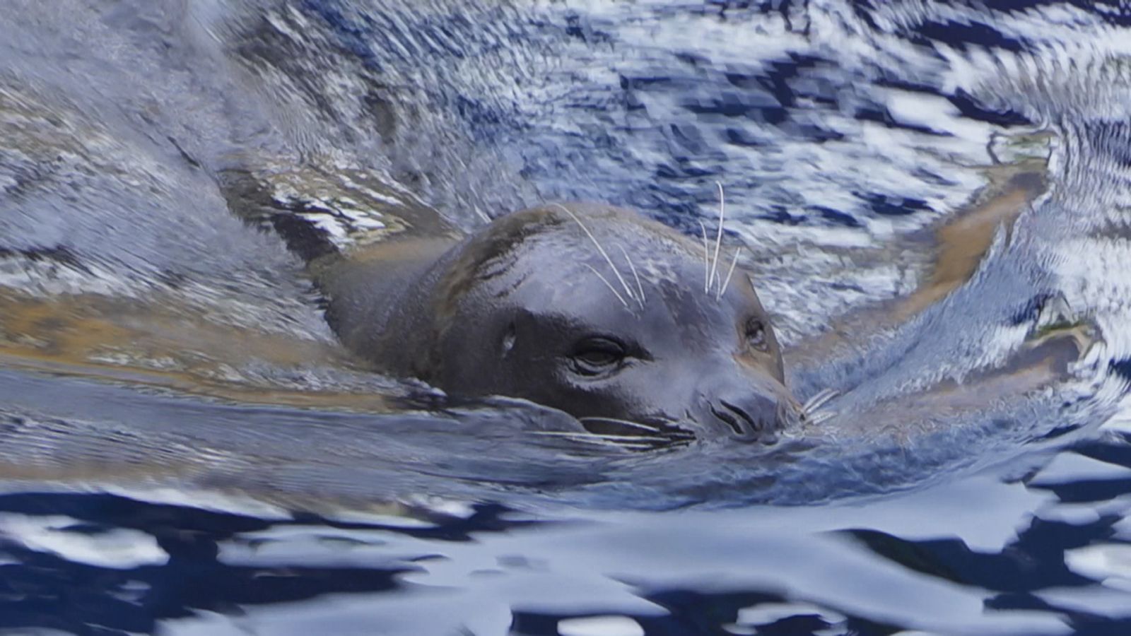 05.05.2024 | Animals en moviment