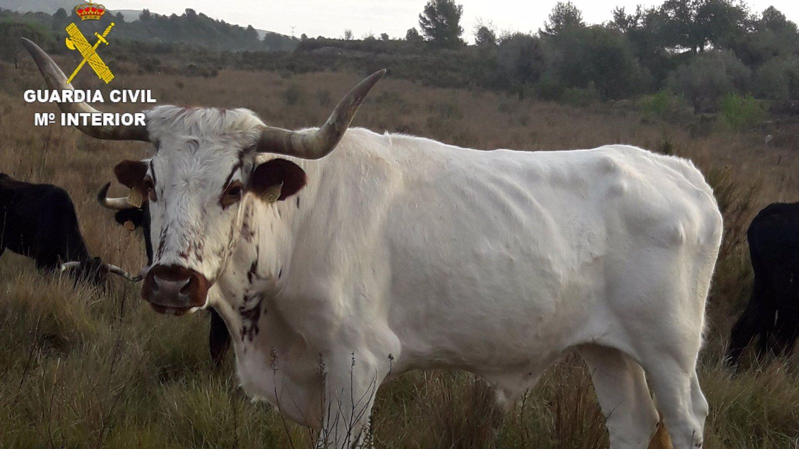 Un dels animals recuperats per la Guàrdia Civil a Alcalà de Xivert