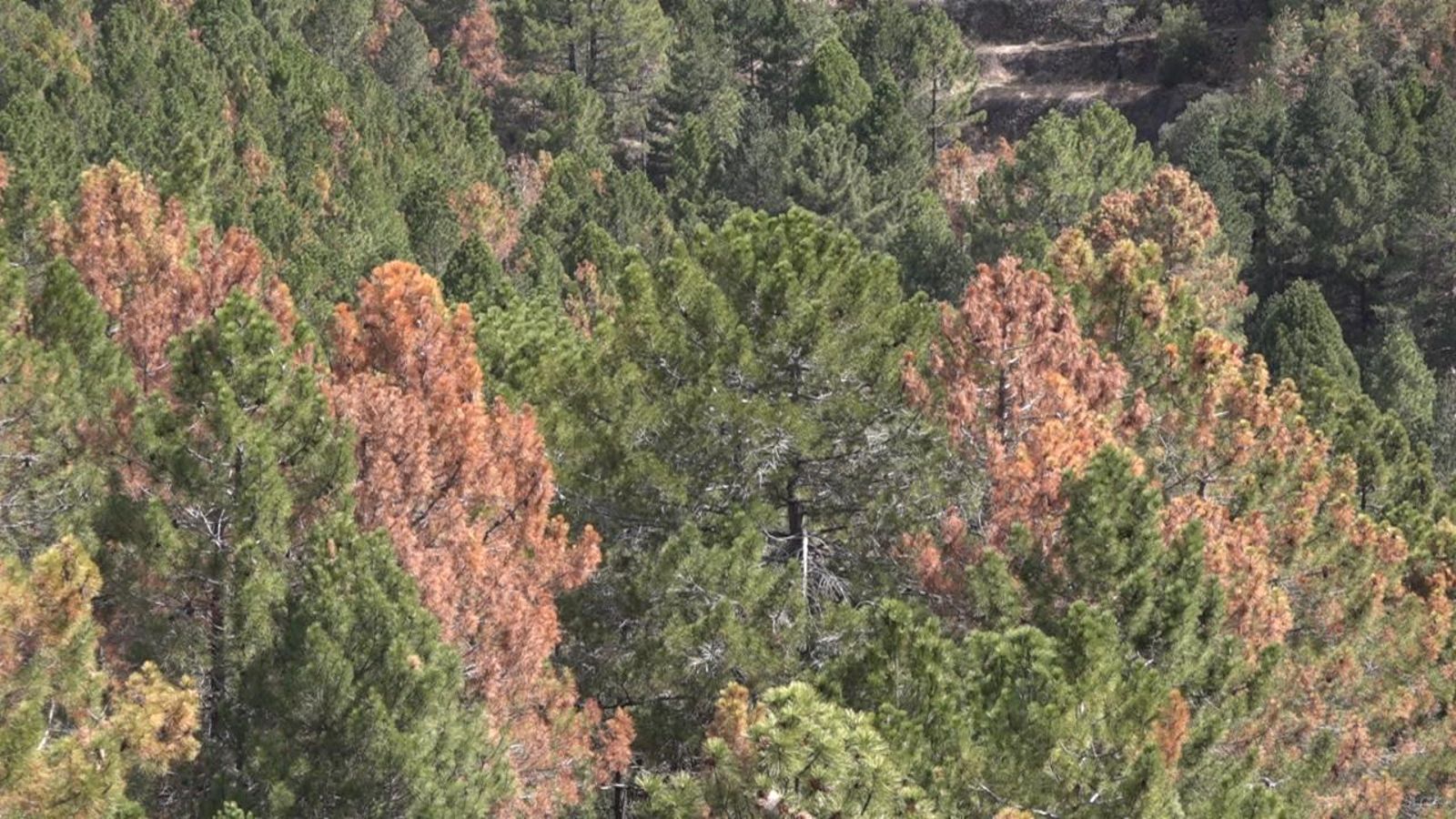 El Montgó, un cementeri ple de pins blancs morts