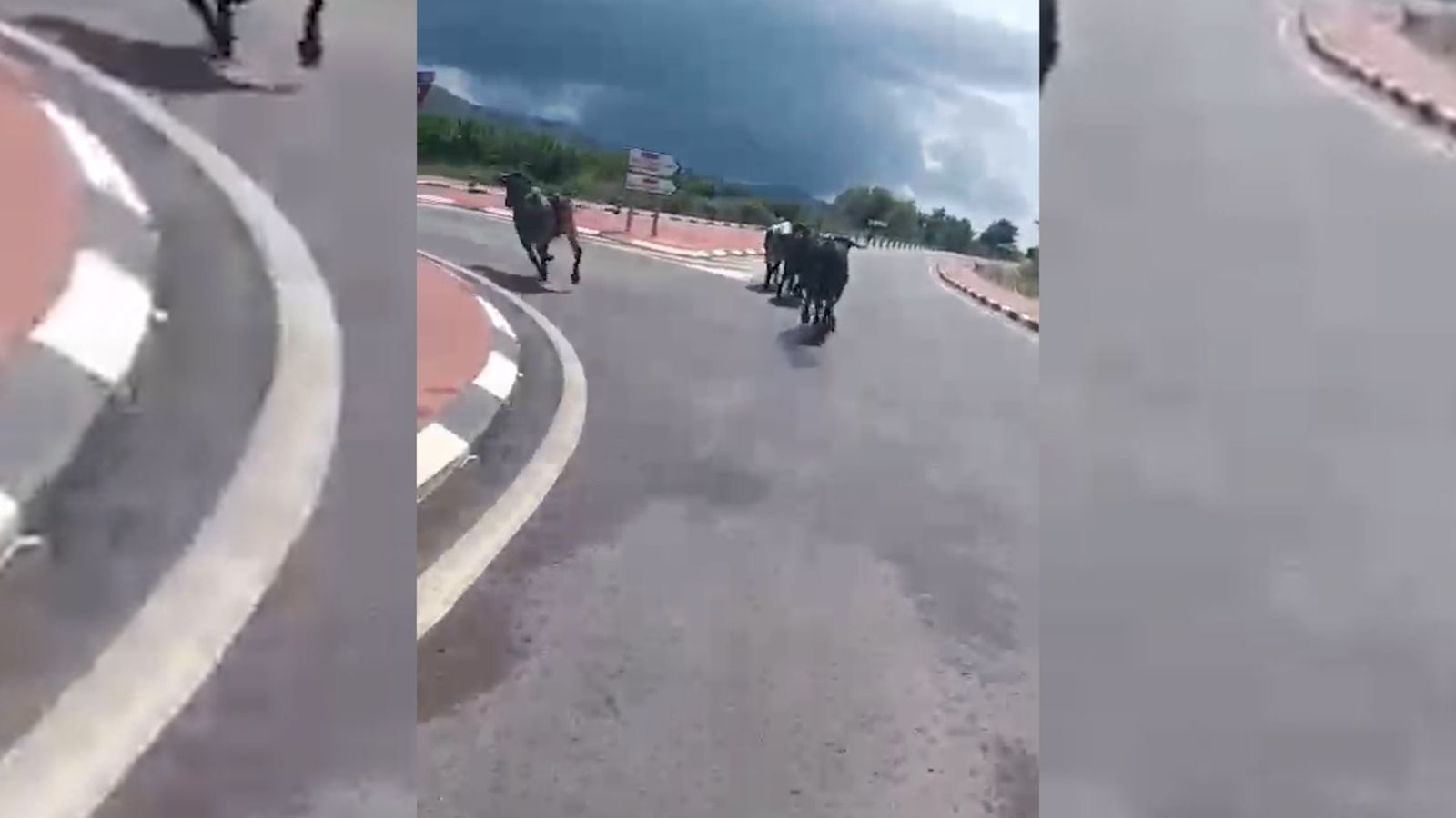 Vídeo de les vaques corrent per la carretera