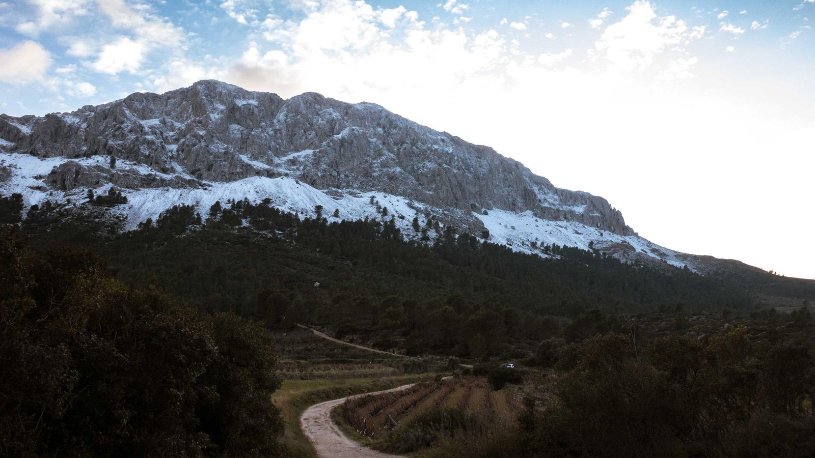 Enfarinades 25 de gener