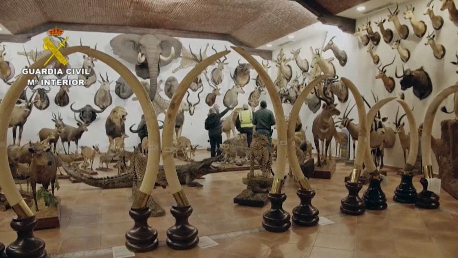 A Bétera s'ha trobat la major troballa d’animals dissecats d’Espanya