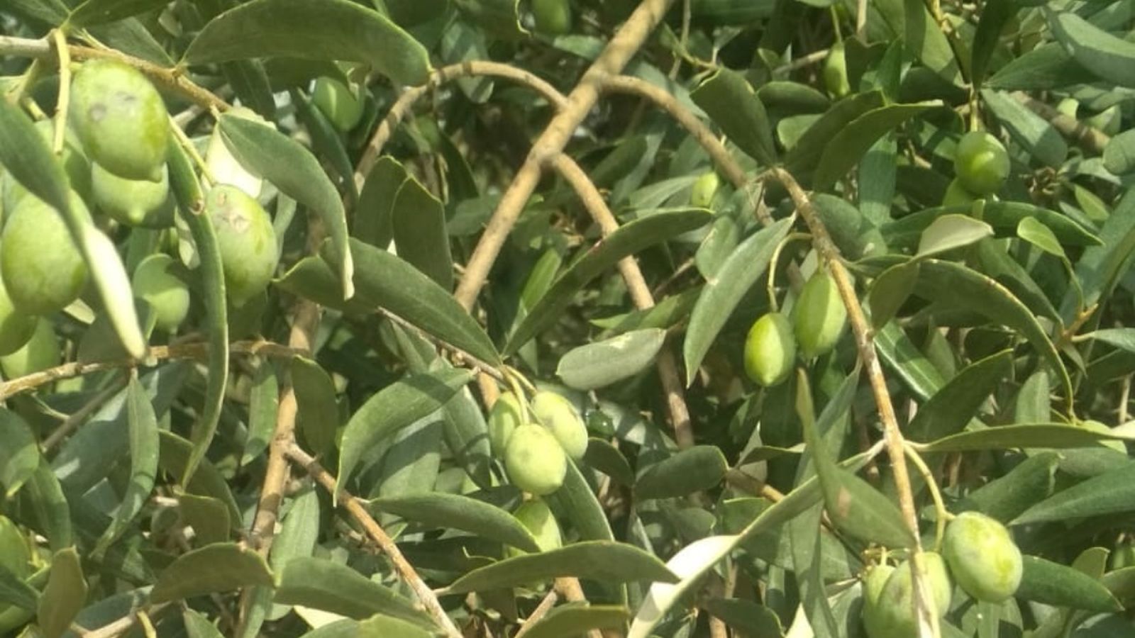 La comarca més afectada ha sigut el Baix Maestrat