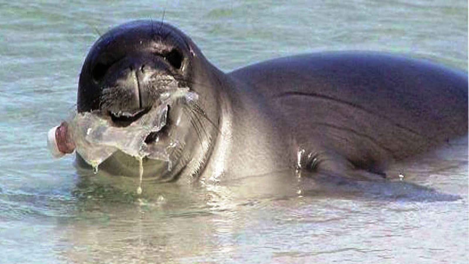 Cada vegada són més comunes les morts d'animals per culpa dels plàstics