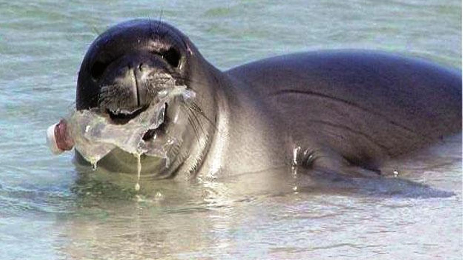 Cada vegada són més comunes les morts d'animals per culpa dels plàstics