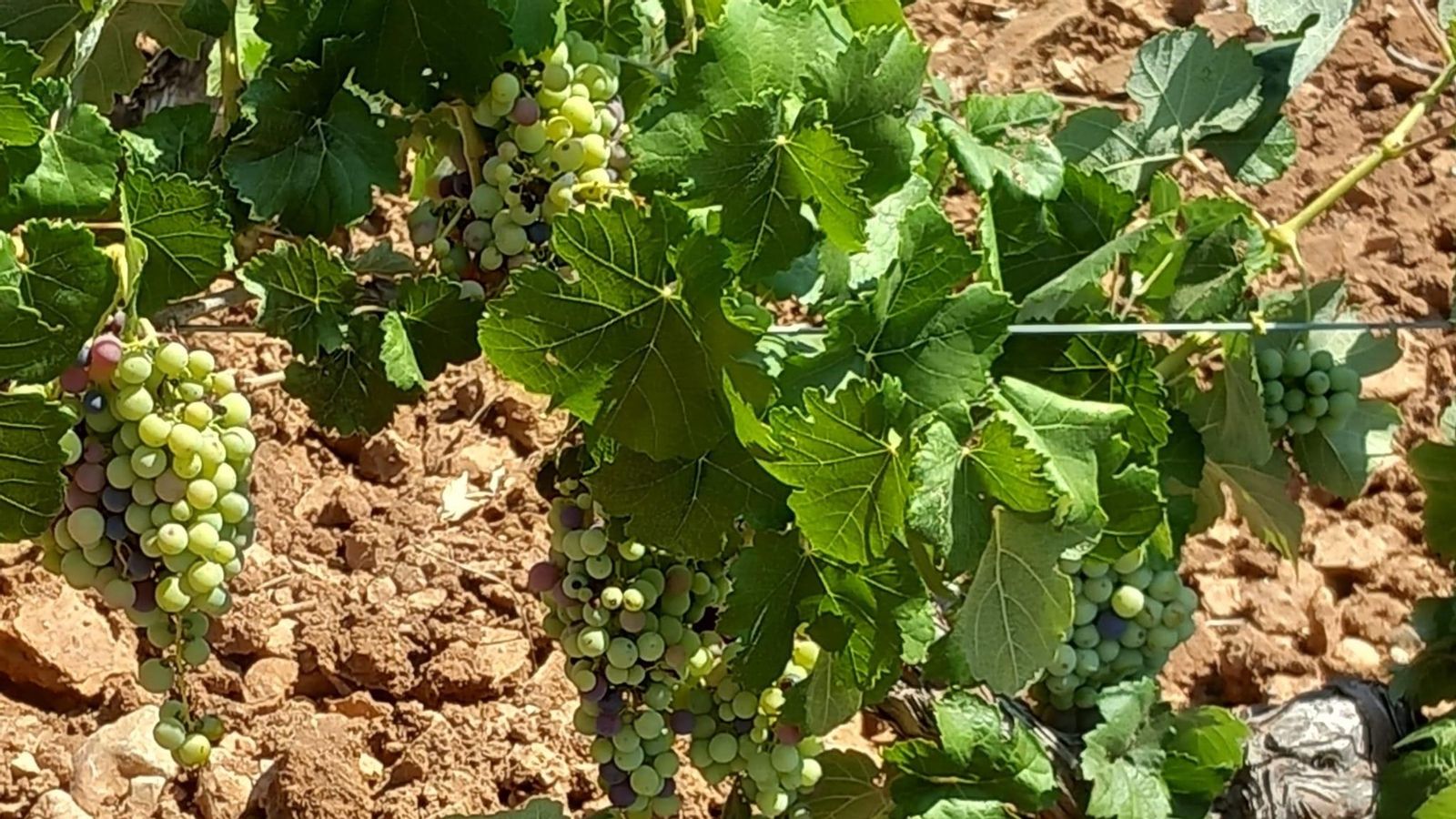 La Unió Llauradora preveu la collita més baixa de raïm de vinificació dels últims 30 anys per la sequera