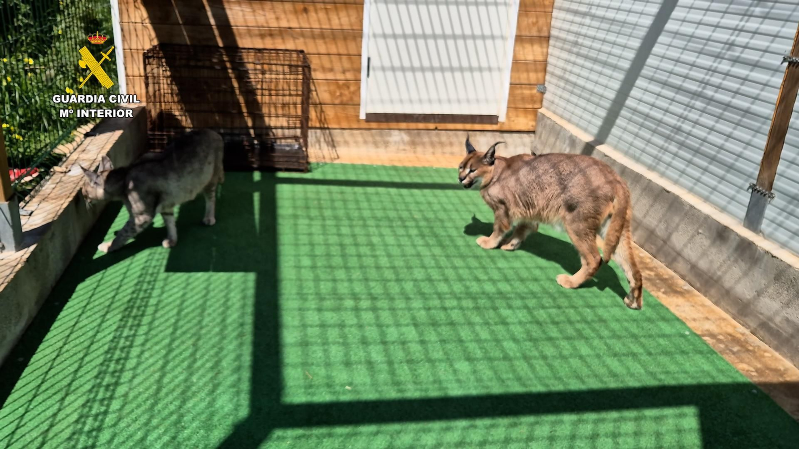 La Guàrdia Civil ha recuperat un caracal, dos gats cervals i setze felins