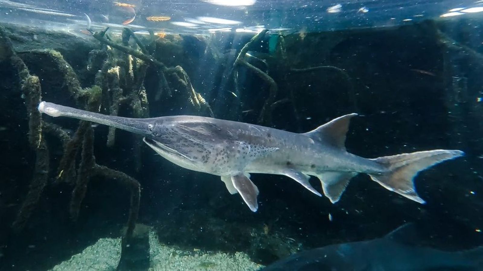 Els peixos espàtula són fàcilment recognoscibles per les grans dimensions de la boca