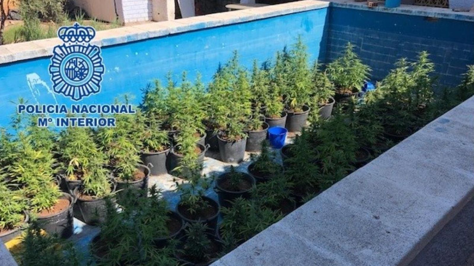 Detenen dos joves per cultivar un centenar de plantes de marihuana en una piscina