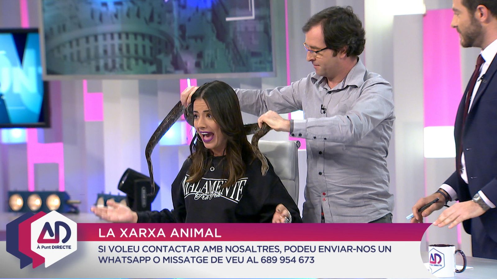 Animals exòtics