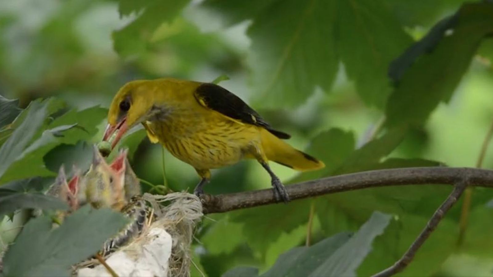 Oriol al bosc de ribera