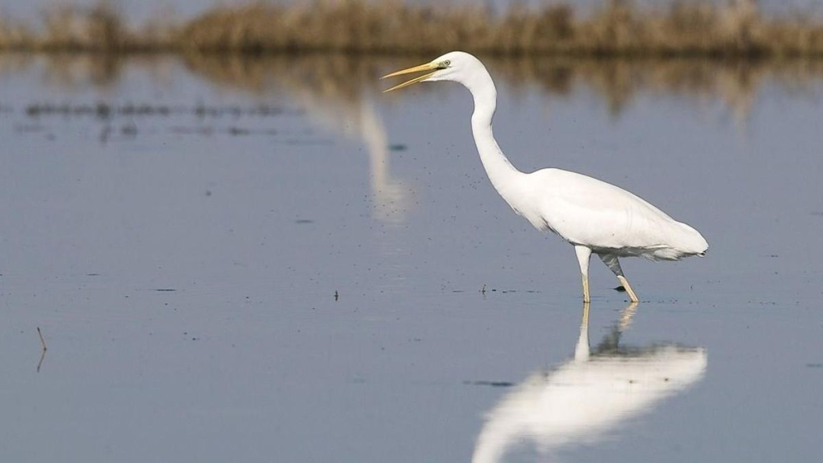 Un ocell a l'Albufera