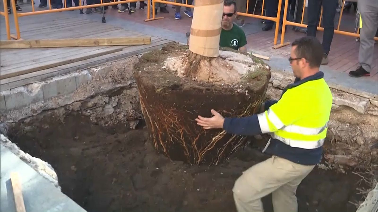 Planten el seté pi de l\'Alfàs del Pi