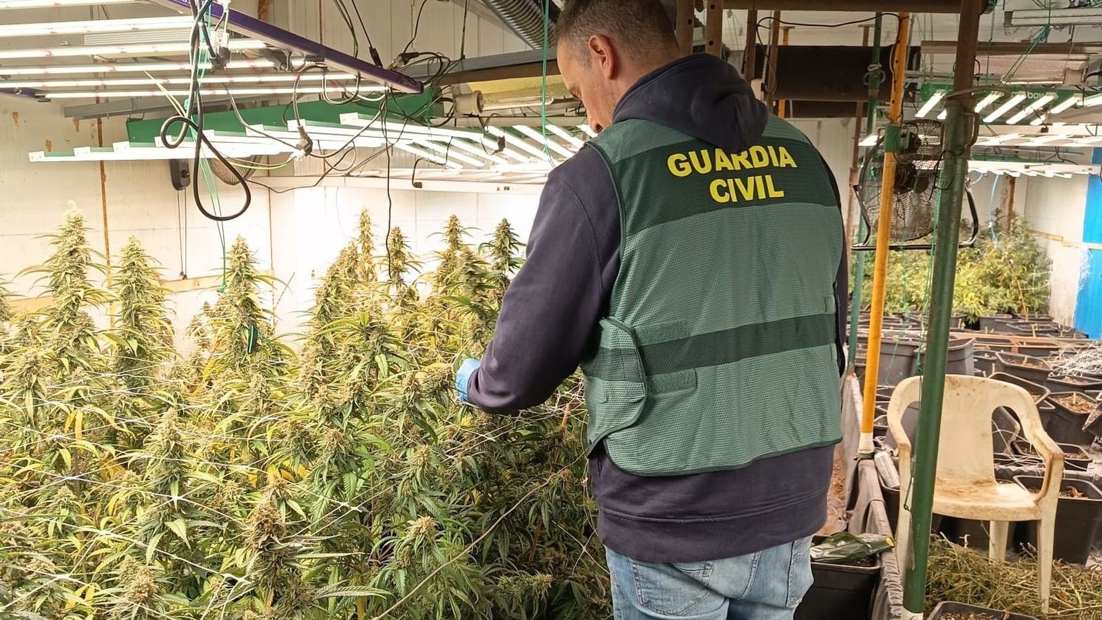 Plantació de marihuana a Vallada