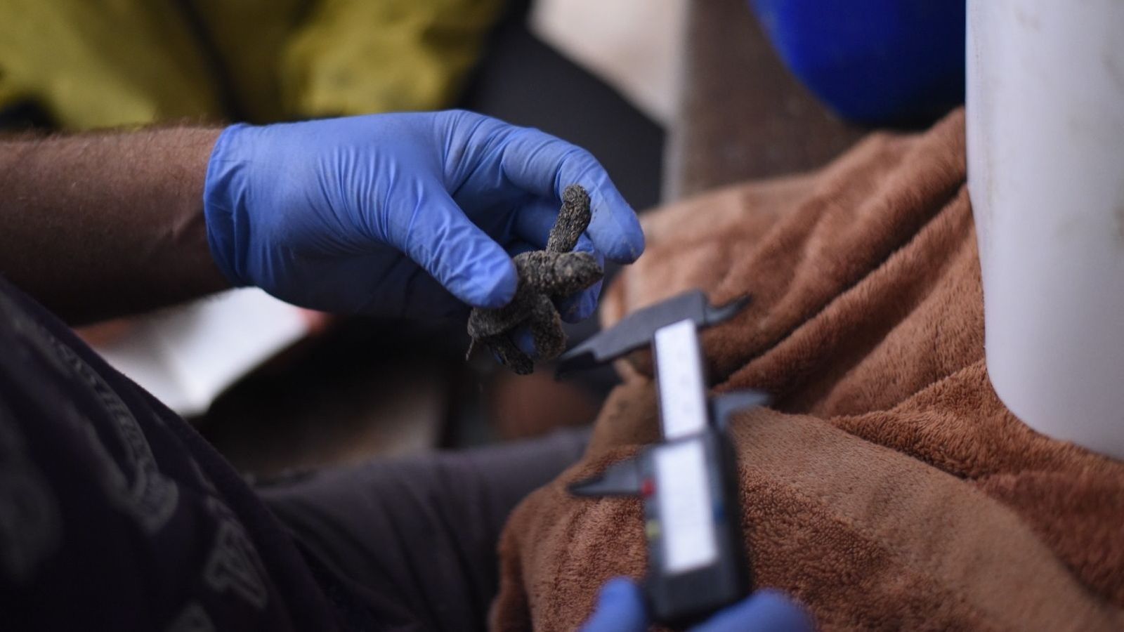 Naixen 57 cries de tortuga bova a la platja del Carabassí (Elx)