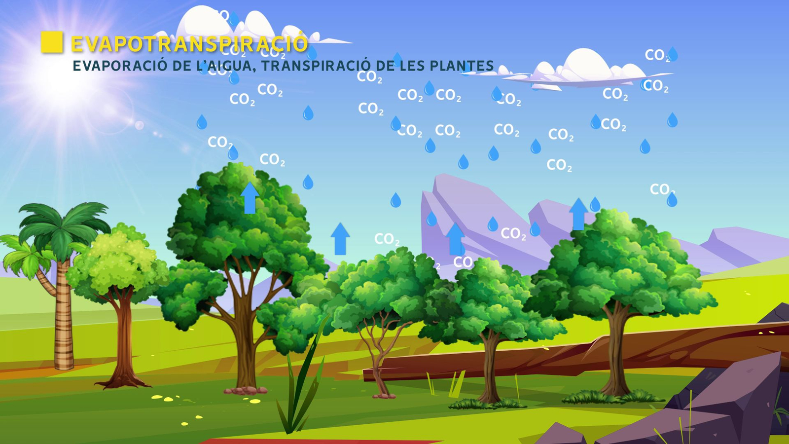 Evaporació de l'aigua i transpiració de les plantes.