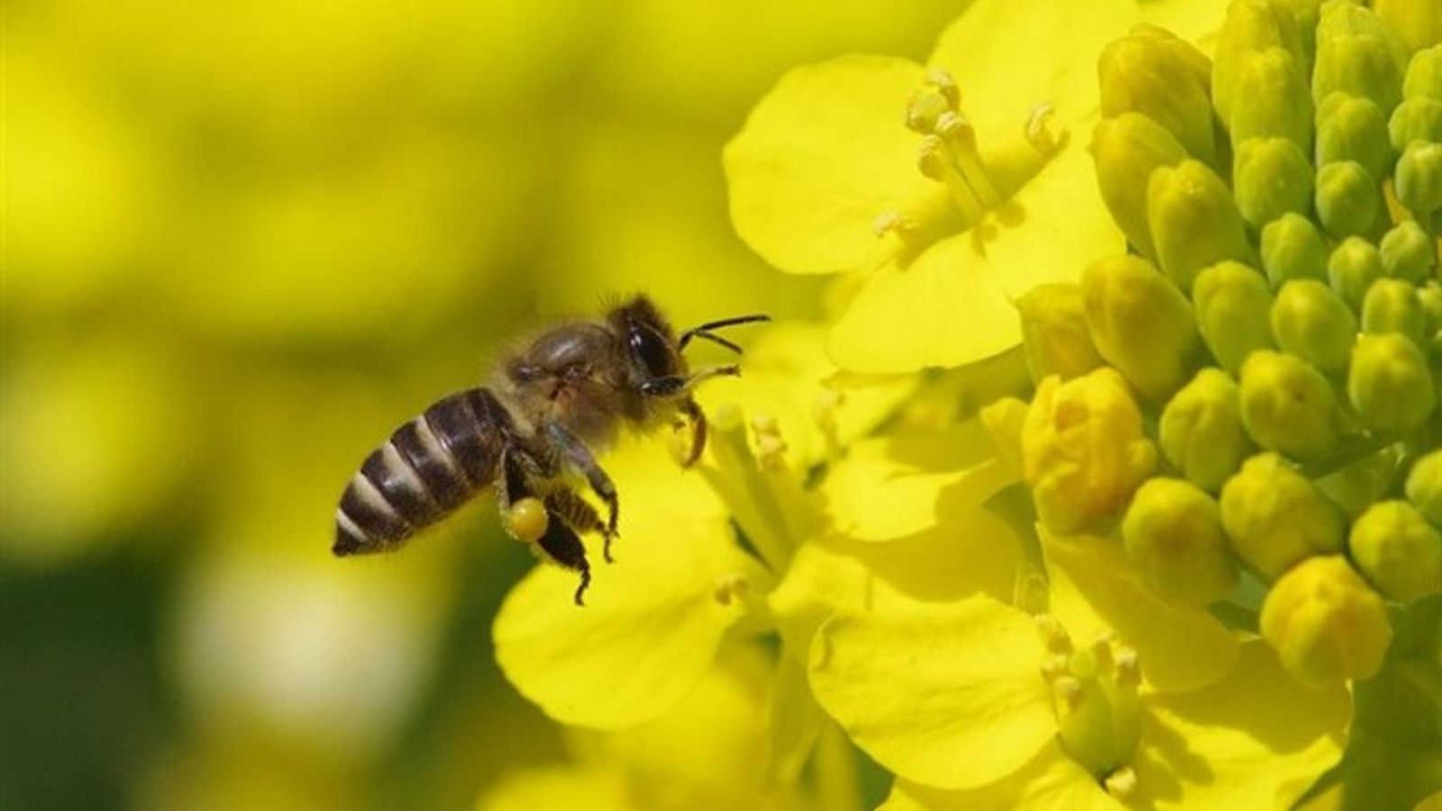 20.05.2019 | NM El Dia Mundial de les Abelles denuncia la reducció de població d'abelles