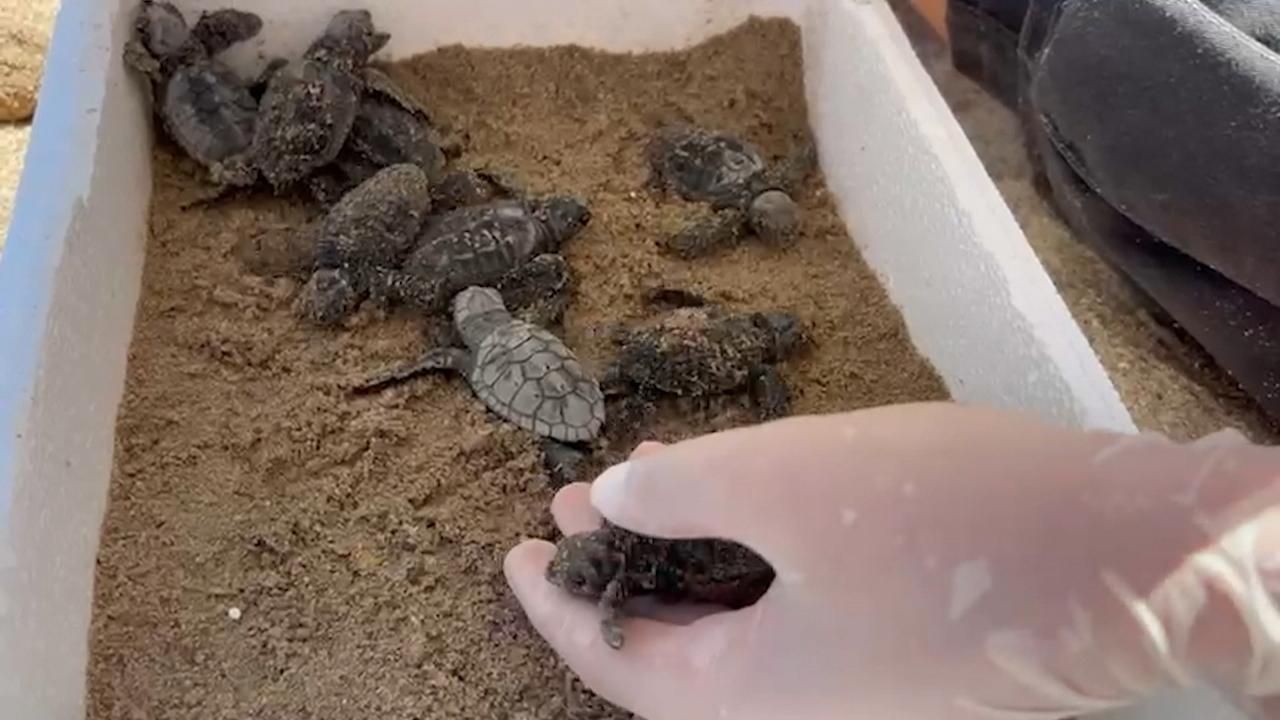 Naixen a Almassora 11 tortuguetes que s'han pogut recuperar perquè estaven per la platja