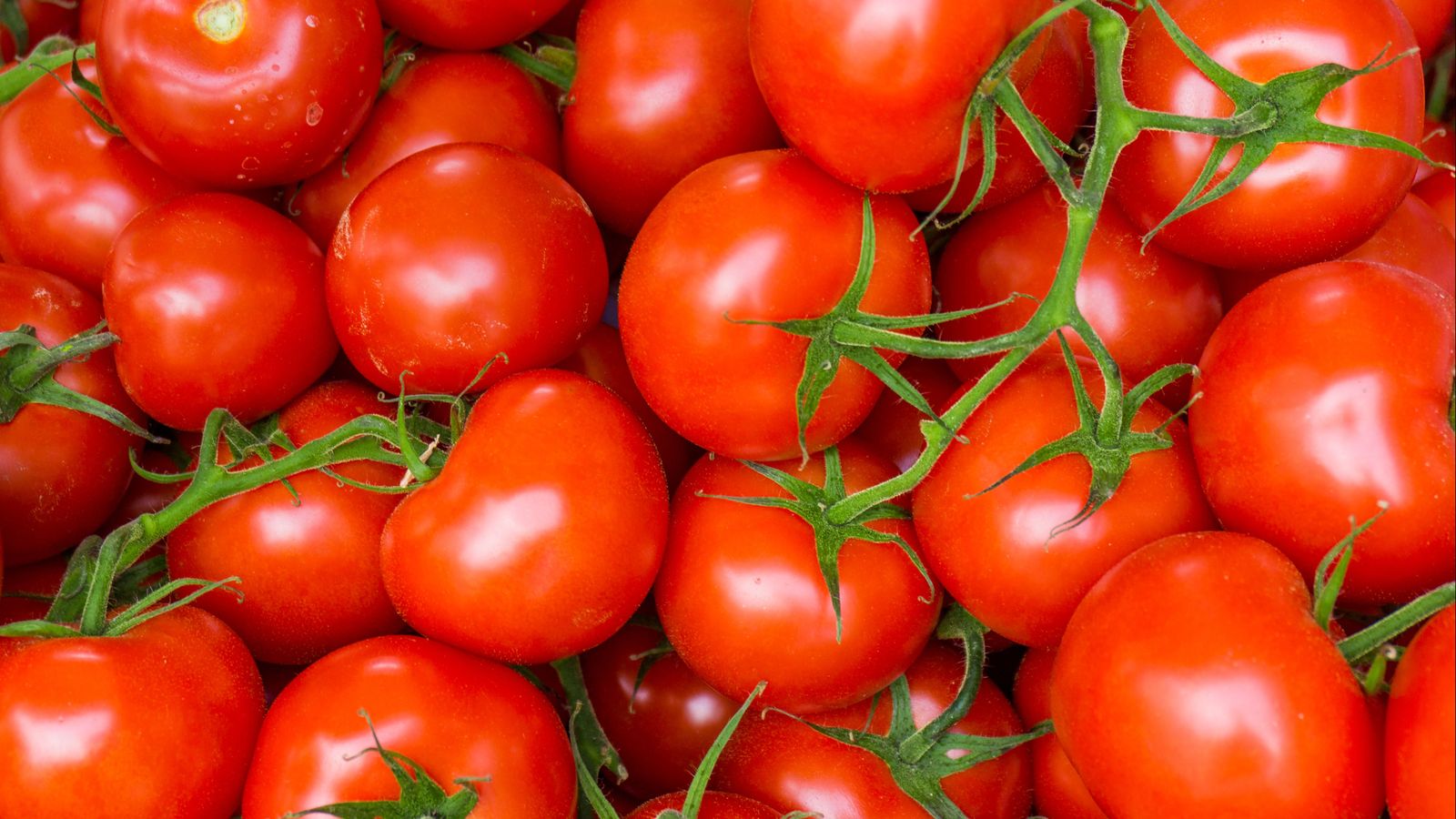 Imatge d'arxiu de tomaques