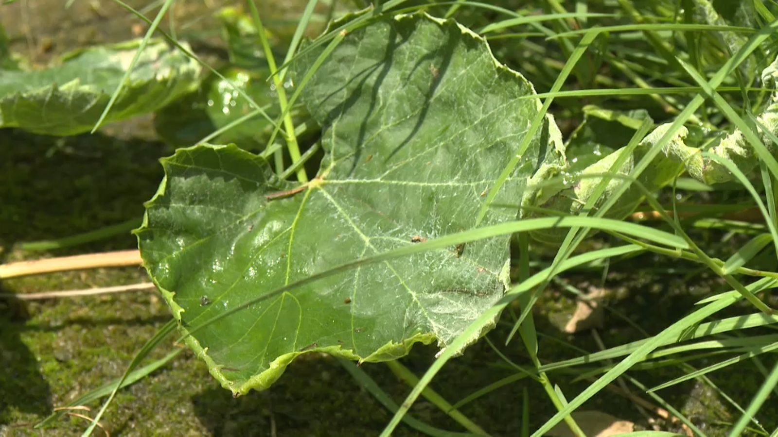 Blindatge amb la pirojardineria