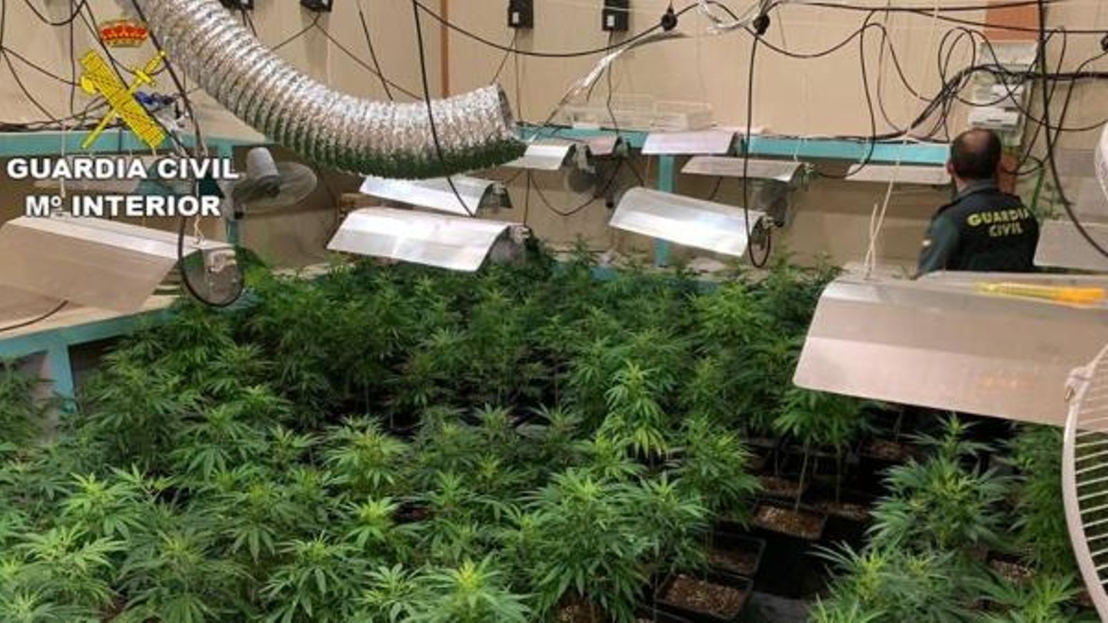 Desmantellen una xarxa de traficants de marihuana d\'Alacant i Múrcia