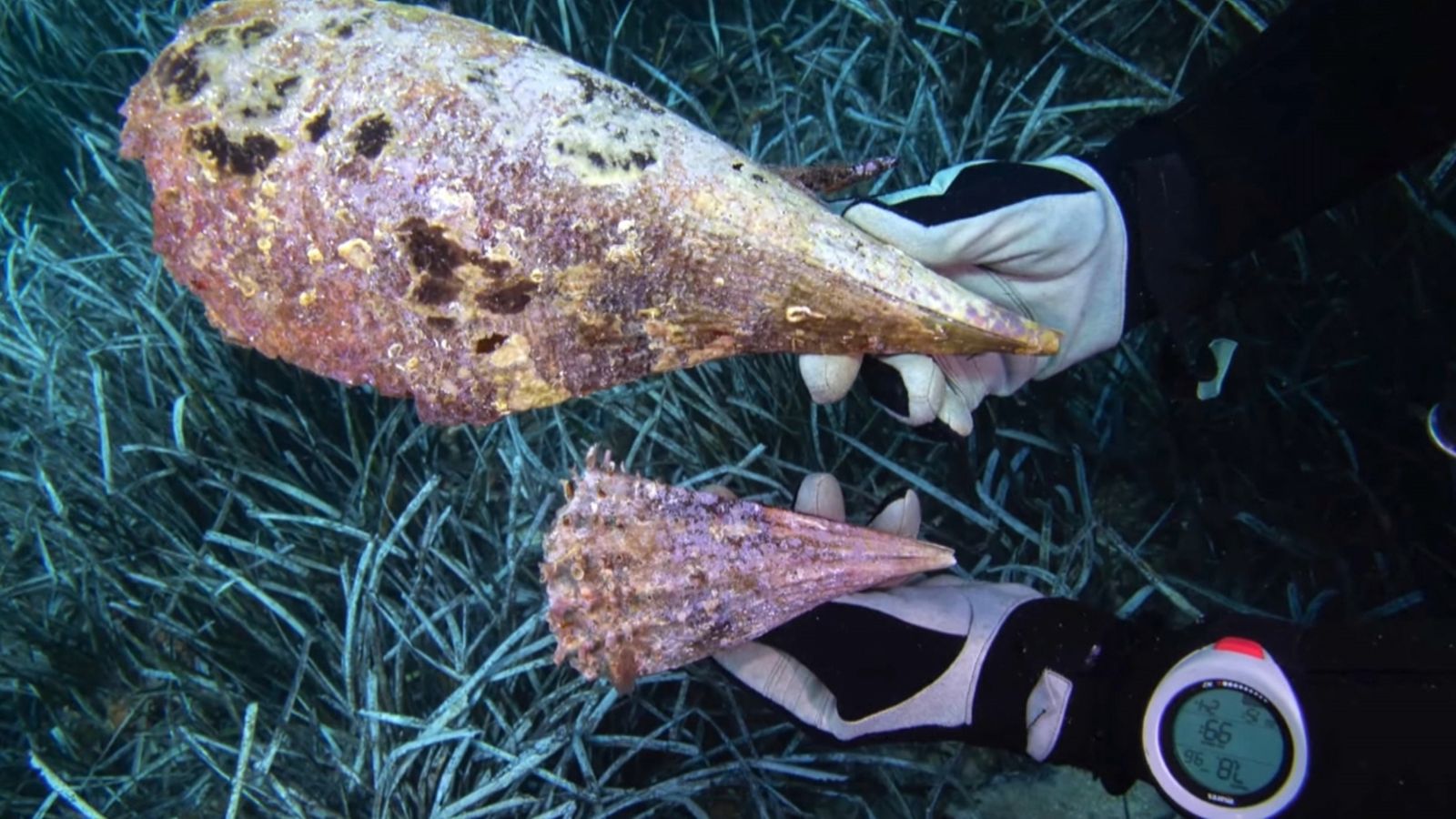 Exemplars de nacra ('Pinna nobilis')