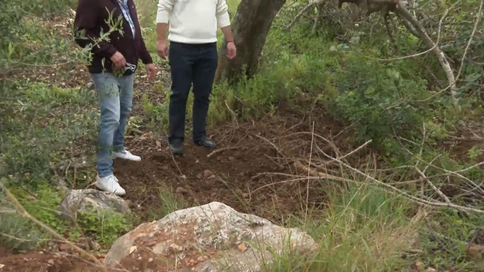VÍDEO | El porc senglar s'apodera del camp