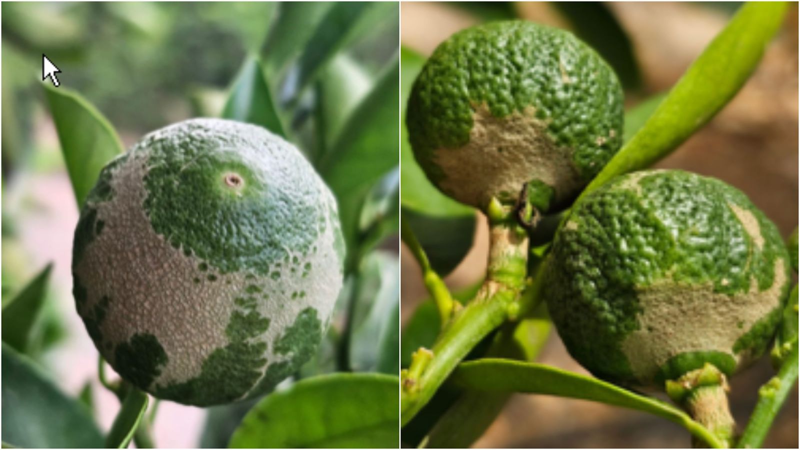 Fruites afectades pel Scirtotrips aurantii