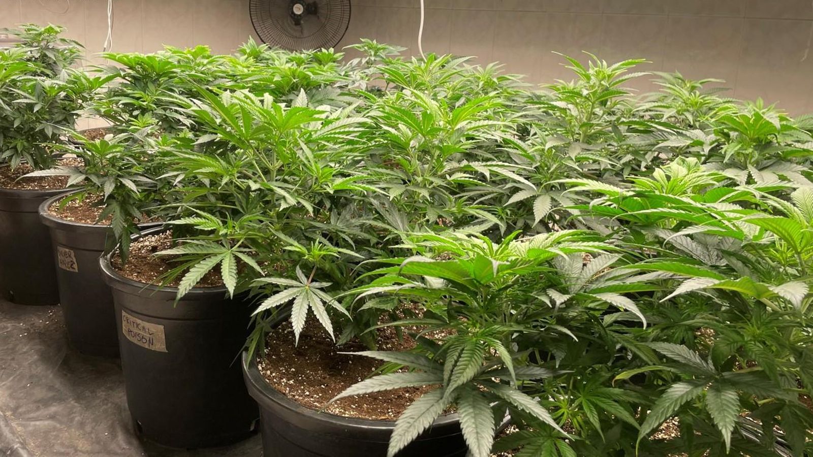 Una de les plantacions de marihuana desmantellades Plantació de marihuana desmantellada