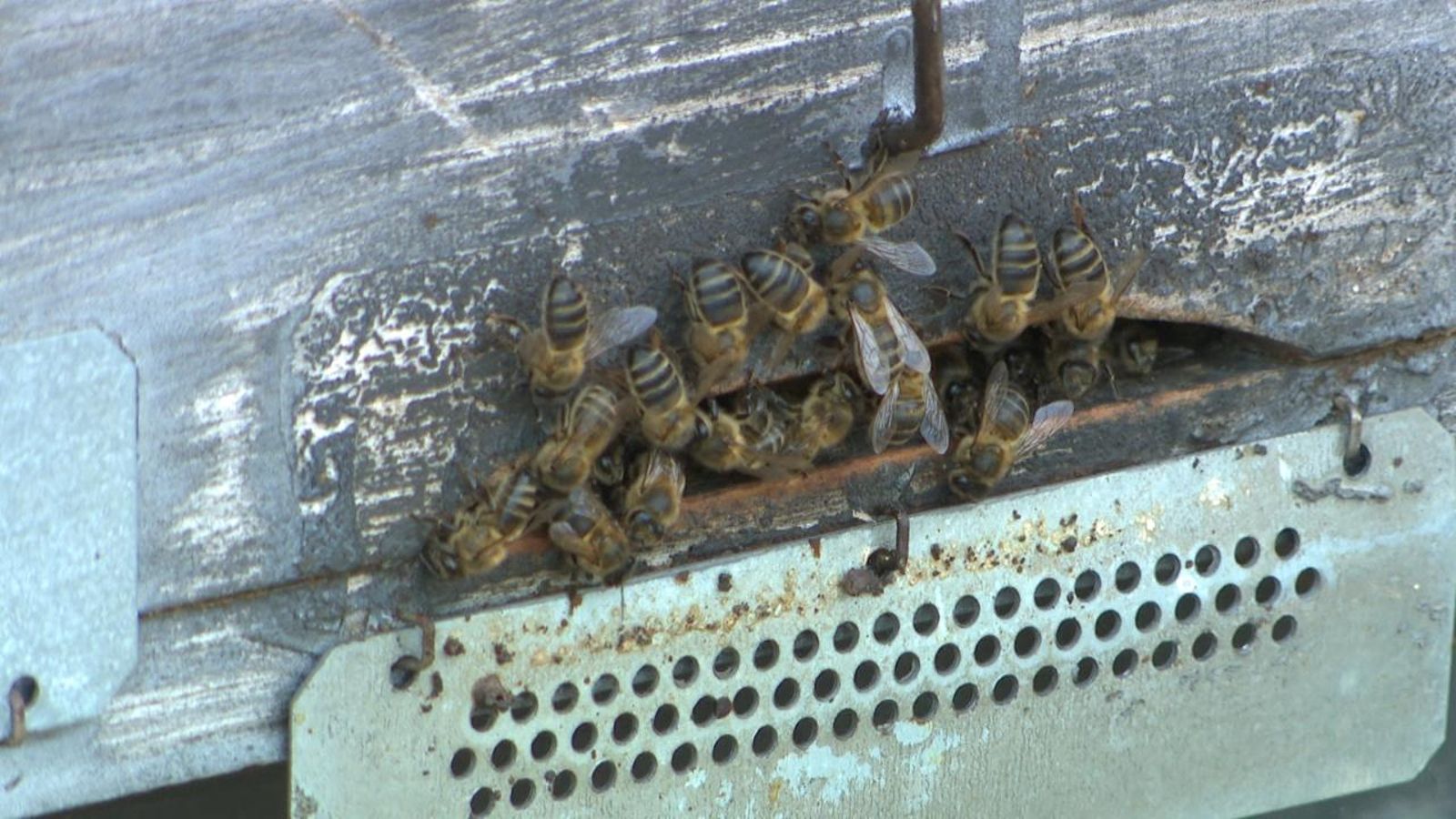 El canvi climàtic també afecta les abelles