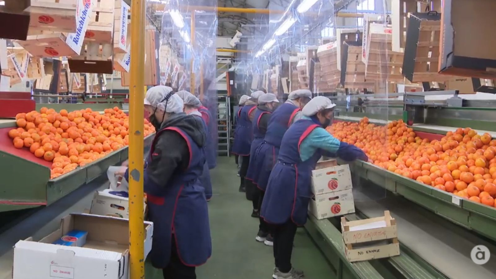 Els cítrics van suposar el 47,4% dels enviaments agroalimentaris valencians al Regne Unit en 2019